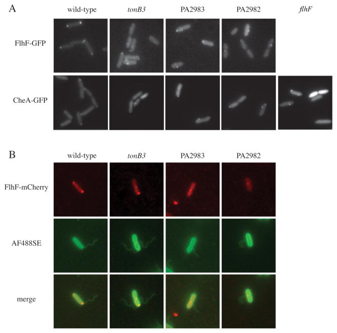 Fig. 3