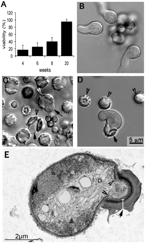 FIG 3 