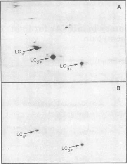 graphic file with name pnas00447-0019-a.jpg