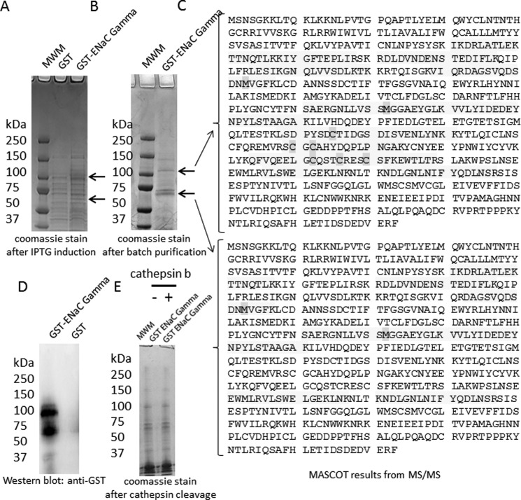 FIGURE 2.