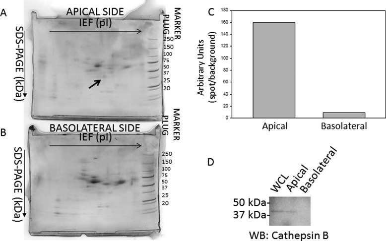 FIGURE 1.