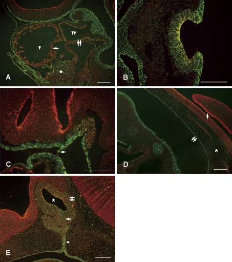 Fig. 2