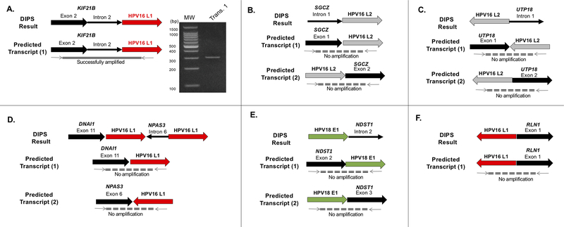 Figure 5: