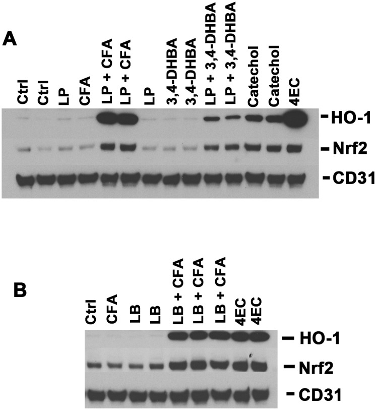 Fig 14