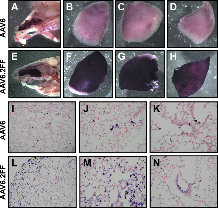 Figure 5