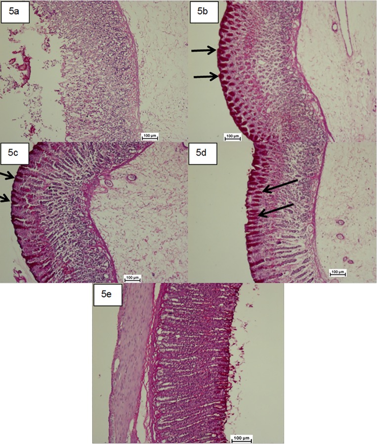 Fig 5