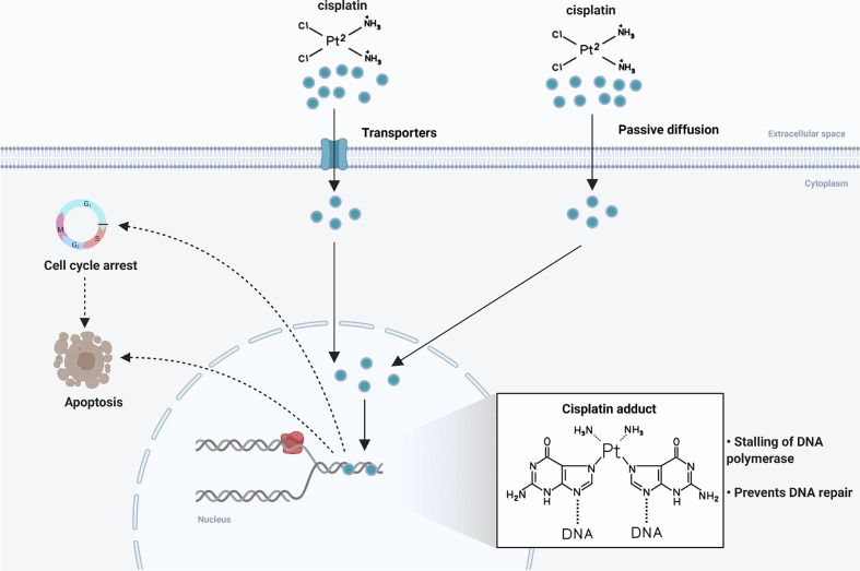 Figure 1