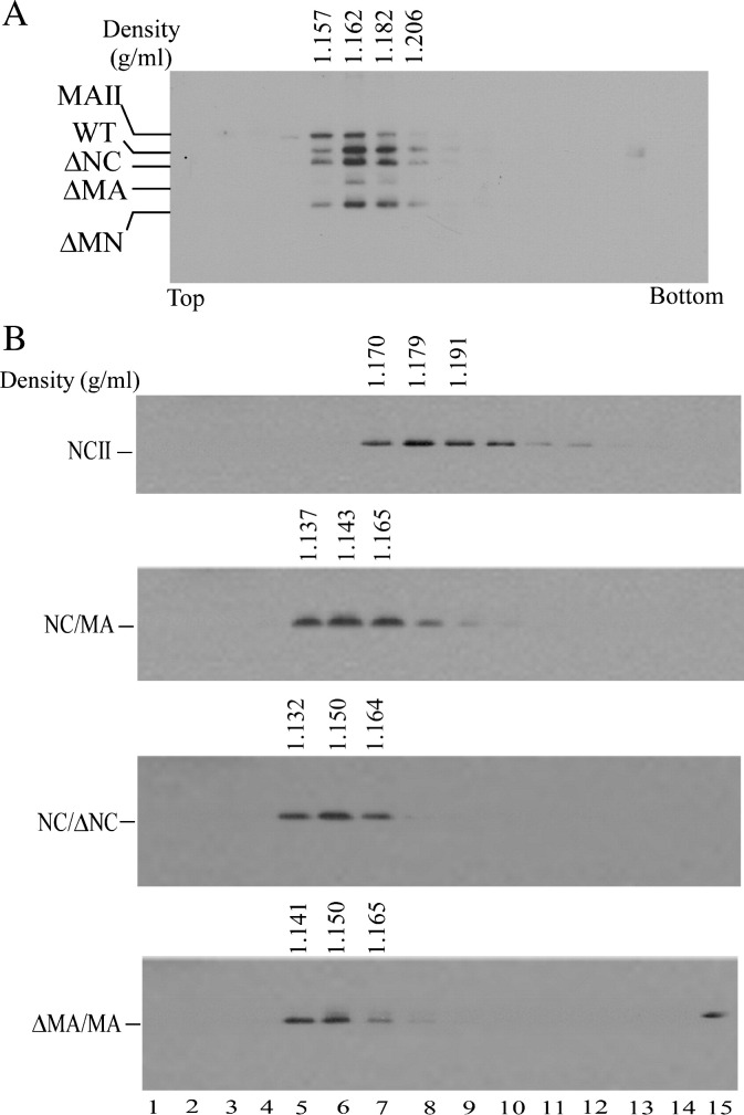 Fig. 5