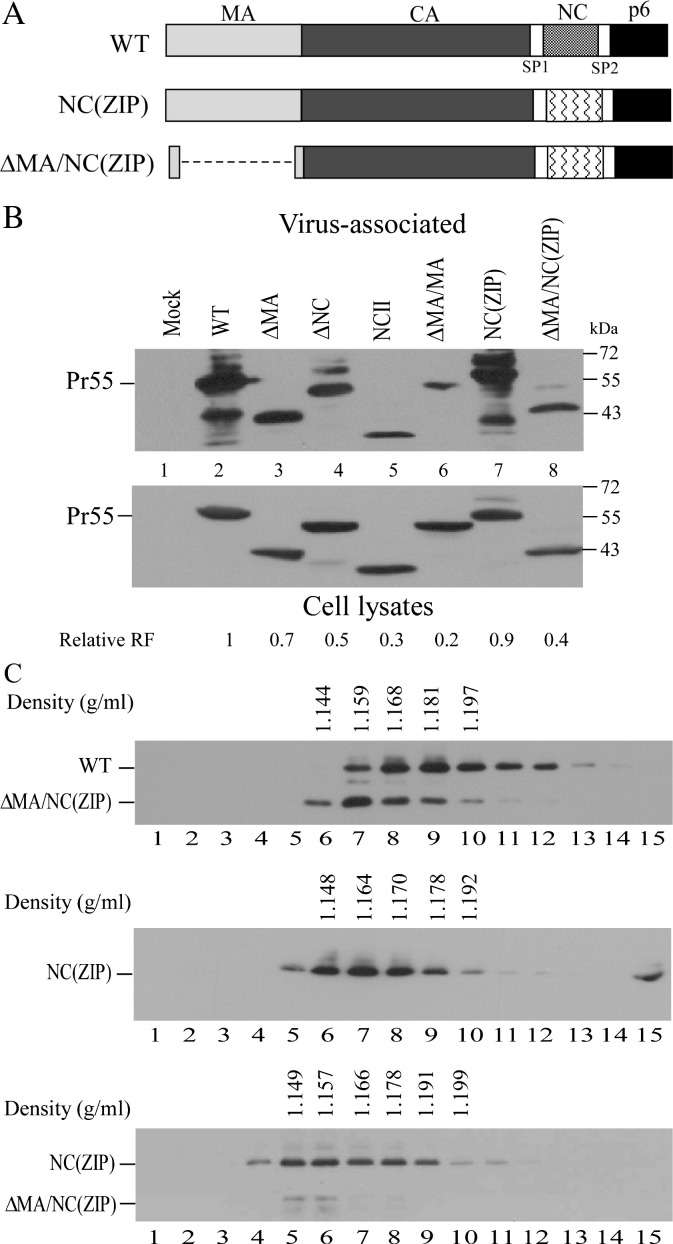 Fig. 6