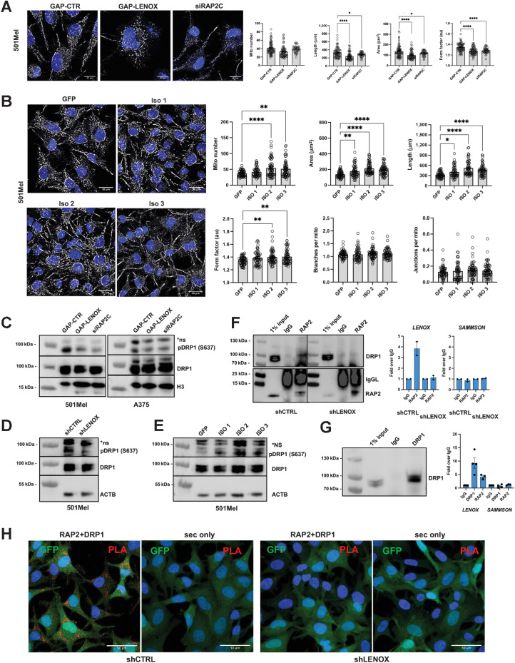 Figure 4. LENOX promotes RAP2 interaction with DRP1 regulating its phosphorylation on serine 637 and mitochondrial fusion. A, Mitotracker CMXROS Red staining of 501Mel cells transfected with the indicated GapmeR or siRAP2C. Mitotracker signal is shown in grey scale, Hoescht in blue. Total mitochondrial count, area, perimeter, and mean form factor were calculated and compared by one-way ANOVA (Dunnett test). B, Mitotracker CMXROS Red staining of 501Mel cells with ectopic LENOX isoform expression. Mitochondrial parameters were calculated and compared as above. C–E, Phospho-DRP1 S637 and total DRP1 levels in 501Mel and A375 cell extracts, with H3 and ACTB as loading controls. F, RAP2 IP from 501Mel cells expressing shRNAs (left) revealed with antibodies to the indicated proteins. LENOX and SAMMSON levels in the indicated IP fractions. G, IP of DRP1 from 501Mel cells (left) and LENOX and SAMMSON levels in the IP (right). H, PLA-mediated detection RAP2–DRP1 interaction in 501Mel cells. Appropriate negative controls using secondary antibodies only are shown.