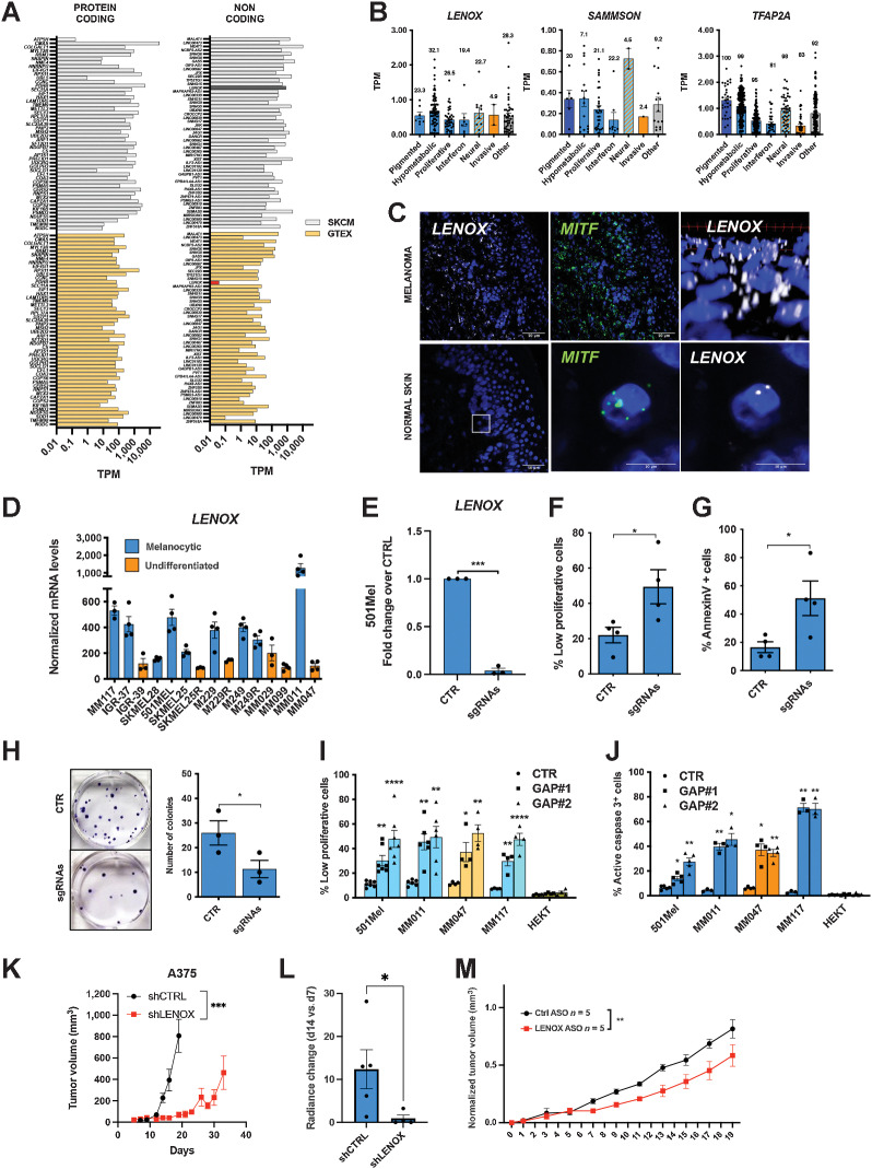 Figure 1. LENOX is expressed in normal skin melanocytes and melanoma. A, Top 50 protein-coding and noncoding transcripts based on expression across melanoma states (GSE116237) and in GTEx and SKCM TCGA. LENOX is highlighted by dark bars. B, Expression of LENOX, SAMMSON, and TFAP2A in melanoma subpopulations. Only cells where the RNAs were captured were included in the analysis. The % of cells analysed for each population is indicated. C, RNAscope detection of LENOX and MITF in normal skin and melanoma FFPE sections. D, LENOX expression in melanocytic (blue) and undifferentiated (orange) cell lines. E, LENOX expression in 501Mel cells expressing the dCas9-KAP1 protein with control or LENOX promoter targeting sgRNAs. F–H, Proliferation, apoptosis, and colony formation following dCas9-KAP1-mediated LENOX silencing compared with negative control by one-way ANOVA (Dunnett test). I–J, Proliferation and apoptosis of LENOX or control GapmeR transfected cells compared by one-way ANOVA (Dunnett test). K, Tumor growth of A375 cells expressing shCTRL or shLENOX (N = 5). L, Bioluminescence emission was measured on day 7 and 14 using the IVIS spectrum Image and compared by Mann–Whitney test. M, Growth of MEL006res PDX treated with control or LENOX targeting ASO. Tumor size was measured daily for 20 days. Statistical analysis were calculated using two-way ANOVA.