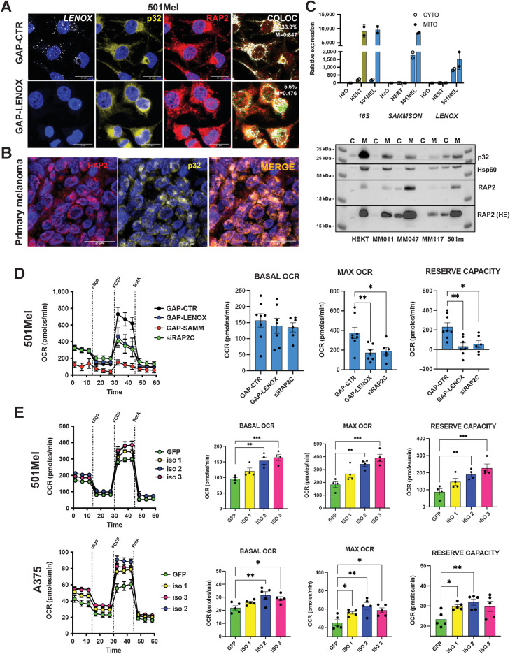 Figure 3. LENOX and RAP2 modulate oxidative phosphorylation. A, Co-imaging of LENOX, p32, and RAP2 in 501Mel cells transfected with the indicated GapmeRs. B, RAP2-p32 colocalization in a human melanoma FFPE section. C, Levels of 16S rRNA, SAMMSON, and LENOX in mitochondrial and cytoplasmic fractions (top) and levels of RAP2, P32, and HSP60 proteins (bottom) D. Mitostress test of 501Mel cells 48 hours after transfection with indicated GapmeRs or siRAP2C. Experimental groups were compared by one-way ANOVA (Dunnett test). E, Mitostress test on cells with ectopic LENOX isoform expression. Experimental groups were compared as in D.