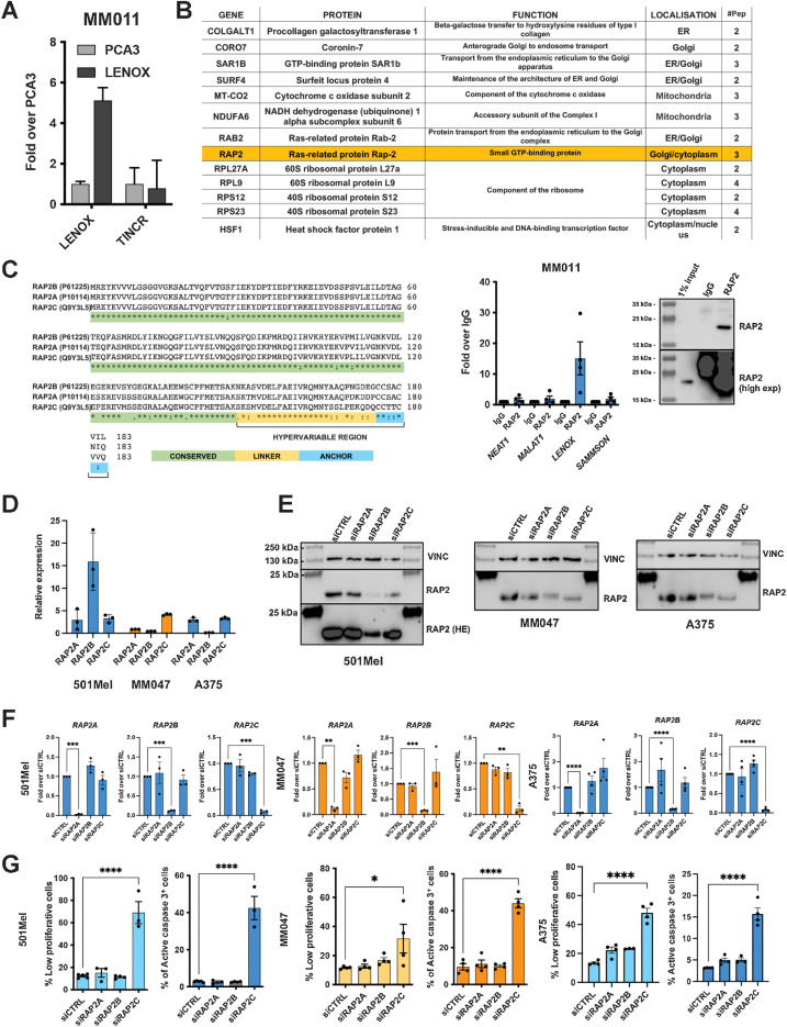 Figure 2. LENOX interacts with the RAP2 GTPases. A, Enrichment of LENOX or TINCR after oligonucleotide-mediated pulldown from MM011 cells. B, Proteins detected by mass-spectrometry only in the LENOX pulldown from MM011 cells (top). Selective enrichment of LENOX following RAP2 IP (bottom left). IP of RAP2 (bottom right) with 1% input showing short and long exposures. C, RAP2A, B, and C protein sequences illustrating amino acid homology. D, RAP2A/B/C expression in indicated cells normalized over housekeeping genes. E and F, RAP2A/B/C expression in the above cells after transfection with indicated siRNAs compared with siCtrl by one-way ANOVA (Dunnett test). VINCULIN was used as a loading control in right panel. G, Proliferation and apoptosis following silencing with indicated siRNA and comparison with control by one-way ANOVA (Dunnett test).