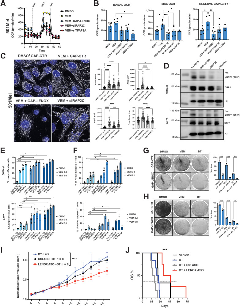 Figure 6. LENOX and RAP2C promote metabolic switch upon BRAF inhibition. A and B, Mitostress test of 501Mel cells grown for 3 days with DMSO or Vemurafenib (1 μmol/L) and transfected as indicated. Experimental groups were compared by one-way ANOVA (Tukey test). C, Mitotracker CMXROS Red staining of cells treated with DMSO or Vem, transfected as indicated, and analyzed by confocal microscopy as in Fig. 4A. D, Phospho-DRP1 S637 and total-DRP1 levels in cells treated as above. H3 was used as loading control. E and F, Proliferation and apoptosis of cells treated as indicated. Experimental groups were compared by one-way ANOVA. G and H, Crystal violet staining of GapmeR transfected cells. Percentages of occupied areas were compared by one-way ANOVA. I Growth of MEL006res PDX in mice treated with DT with or without nontargeting ASO (DT+GAP-CTR) or LENOX-targeting ASO (DT+GAP-LENOX). Tumor size was measured daily for 20 days. Statistics were calculated using two-way ANOVA (Šídák multiple comparisons test). J, Kaplan–Meier plot showing overall survival (OS) of mice described in I. DT (n = 5), DT+GAP-CTR (n = 3), DT+GAP-LENOX ASO (n = 4). Statistical analysis were calculated by log-rank (Mantel–Cox) test.