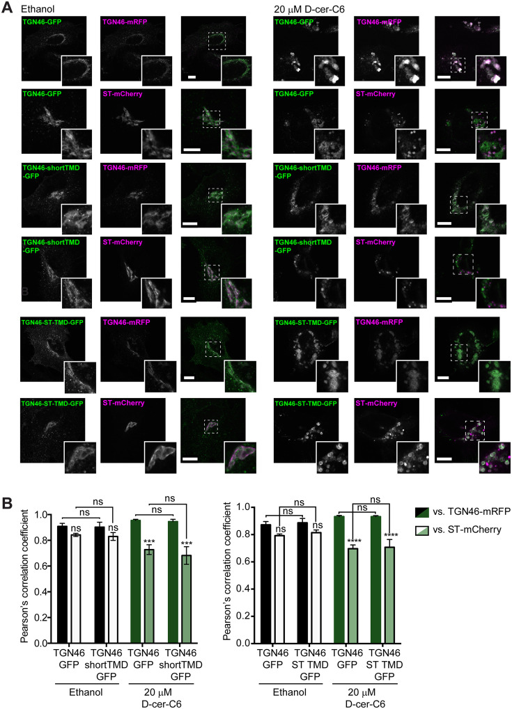 Figure 4—figure supplement 1.