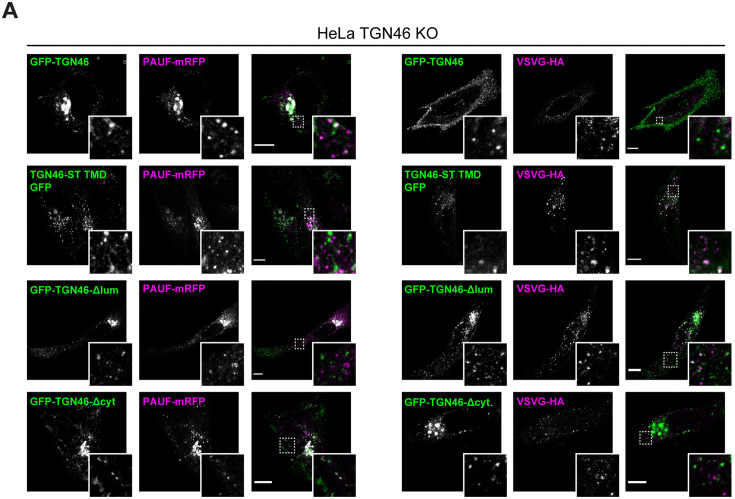 Figure 7—figure supplement 1.