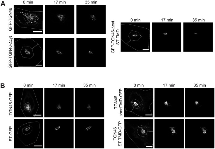 Figure 3—figure supplement 1.