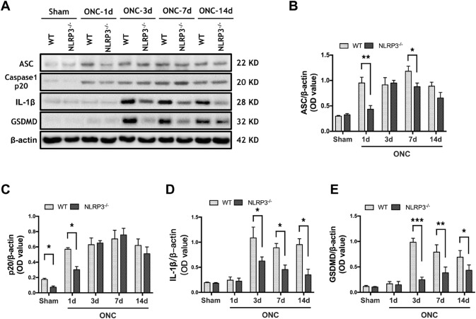 Fig. 3