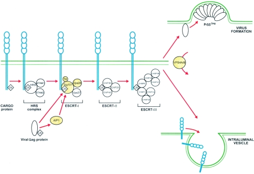 FIG. 1.