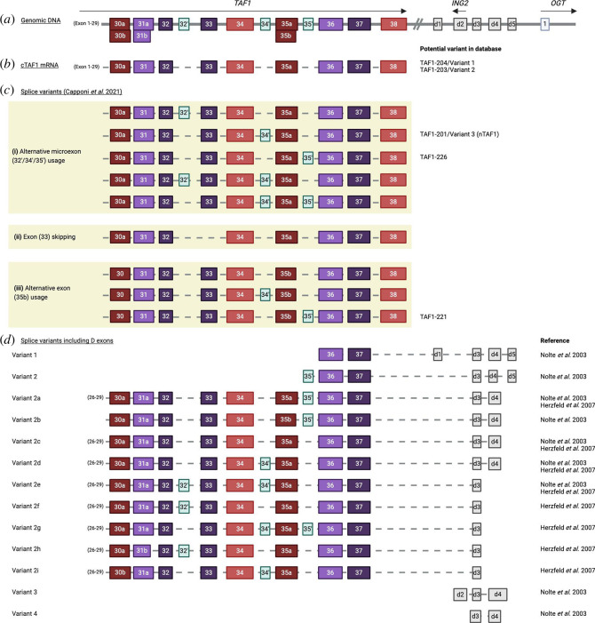 mRNA splice variants of human TAF1 in the literature.