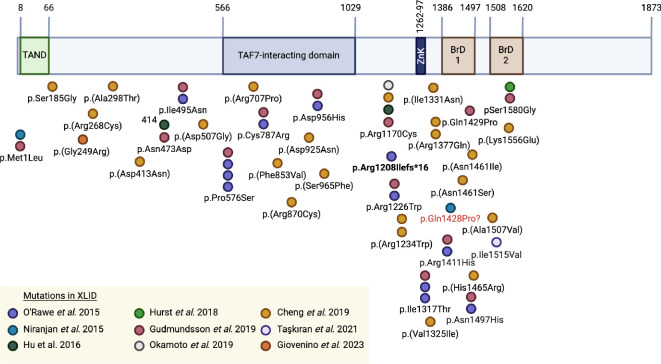 TAF1 protein coding variants in human XLID.