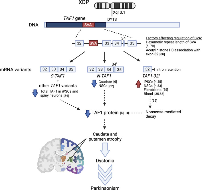 Evidence linking TAF1 to XDP pathogenesis.