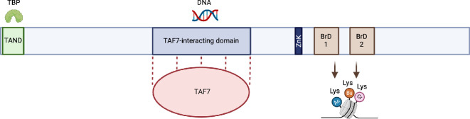 TAF1 protein domains and functions.