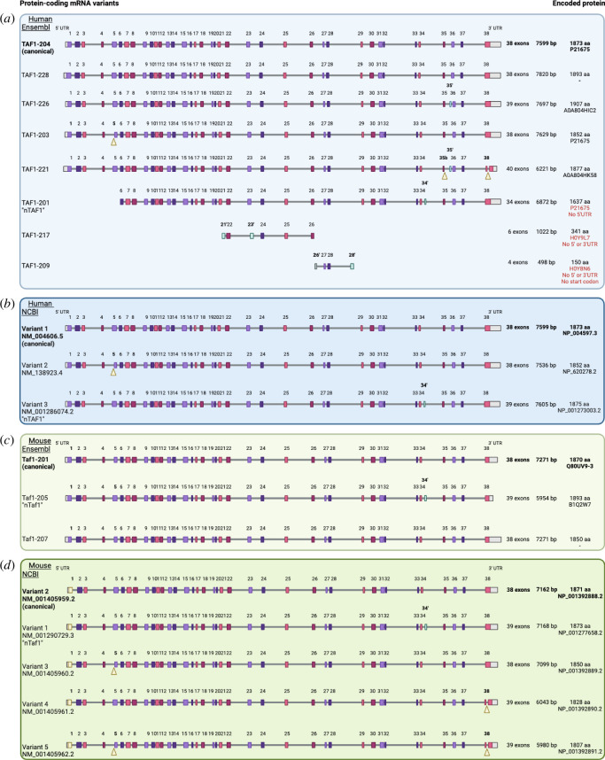 Genomic architecture (exon-intron structure) of protein-coding mRNA variants for human and mouse TAF1.