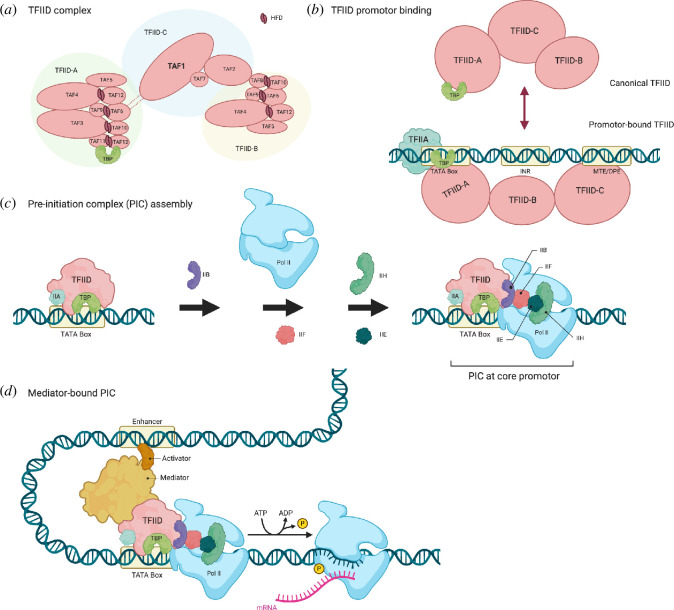 Transcription initiation complex assembly.