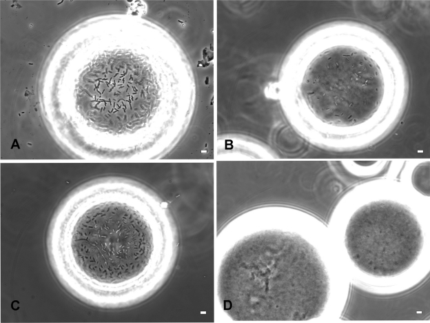 Figure 3a.