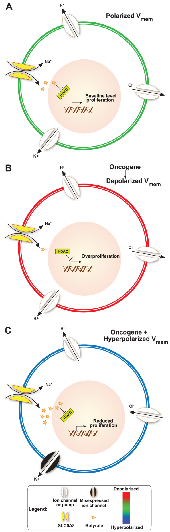 Fig. 7.