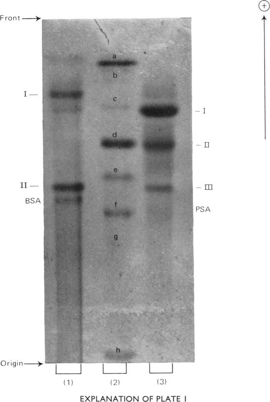 PLATE 1