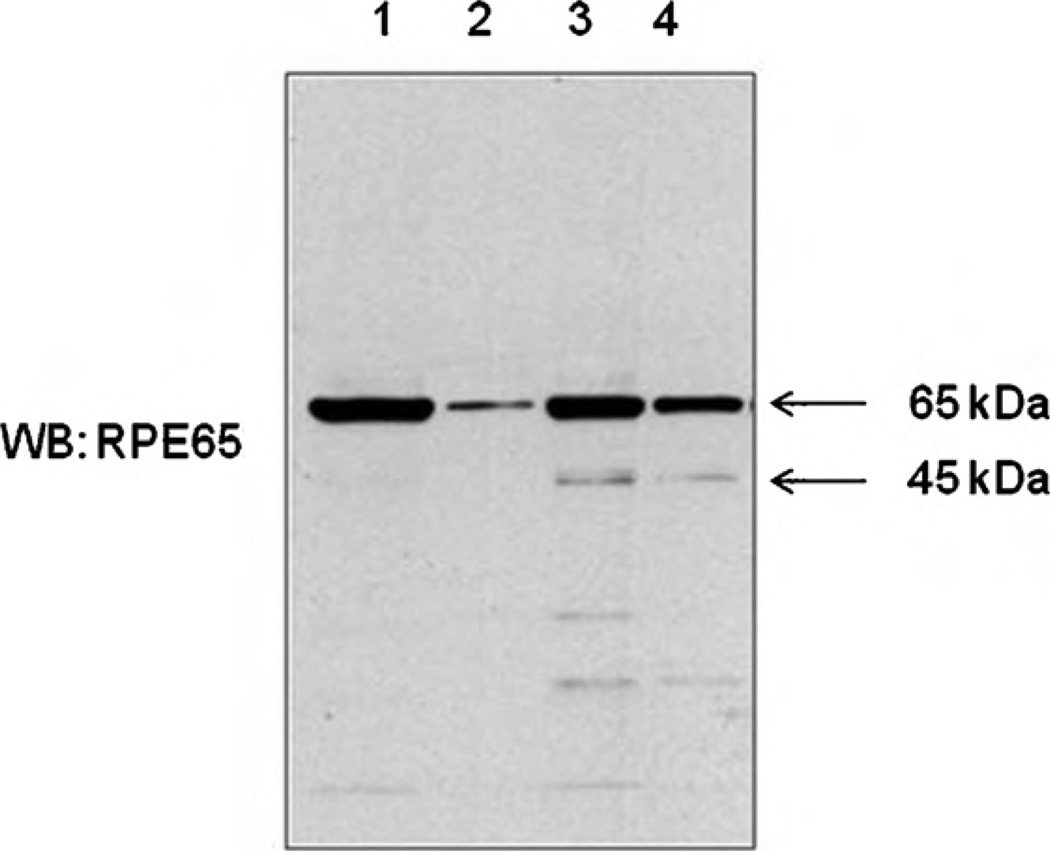 Fig. 5