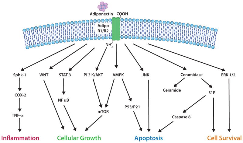 Fig. (2)