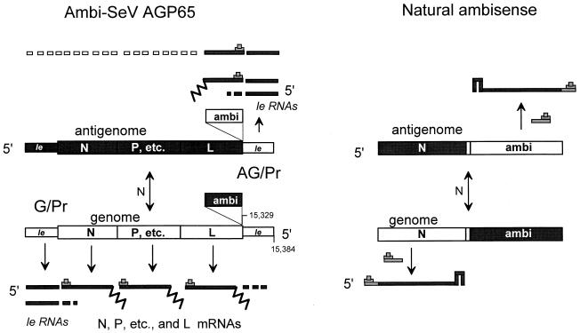 FIG. 1.