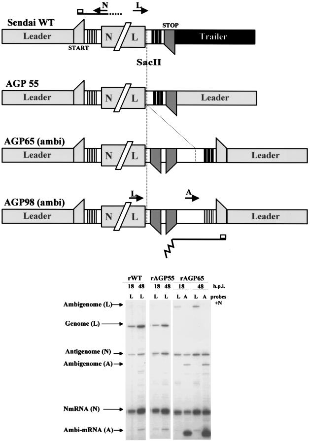 FIG. 2.