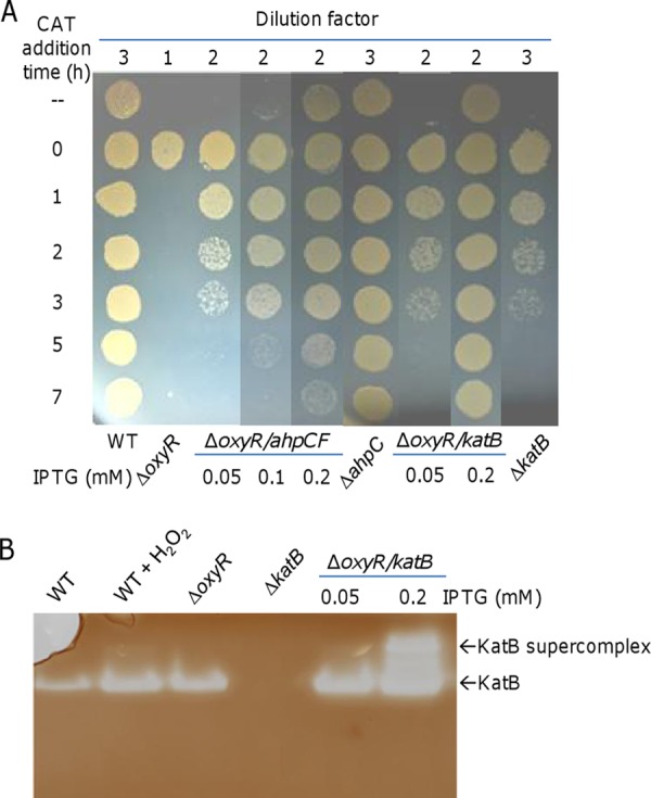 FIG 3