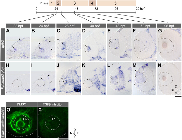 Fig 10