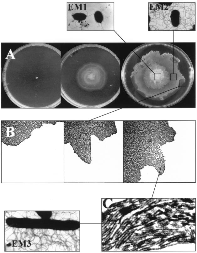 FIG. 1