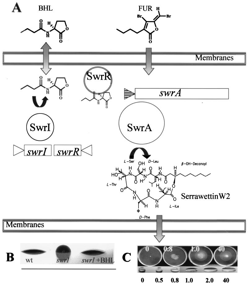 FIG. 3