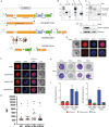 Figure 2—figure supplement 3.