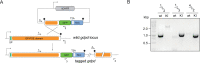 Figure 2—figure supplement 1.