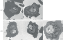 Figure 3—figure supplement 1.