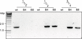 Figure 2—figure supplement 2.