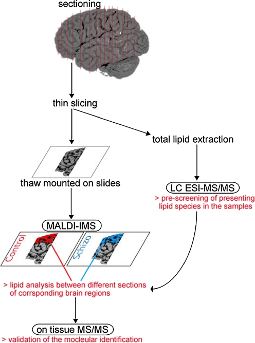 Fig. 1