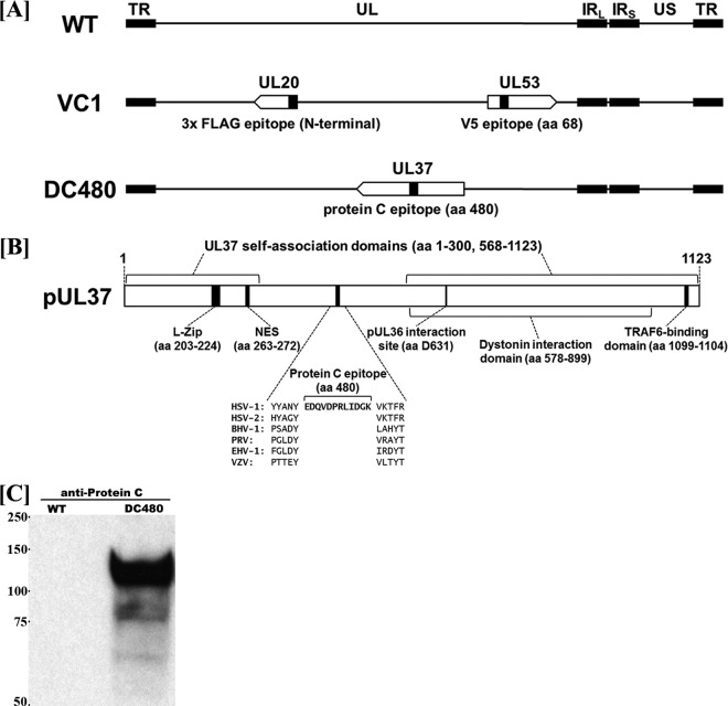 FIG 1