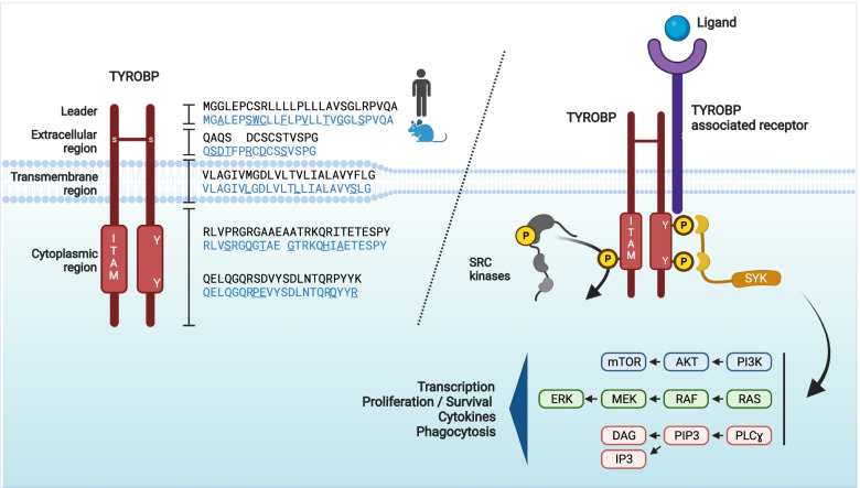 Microglial TYROBP/DAP12 in Alzheimer’s disease: Transduction of ...