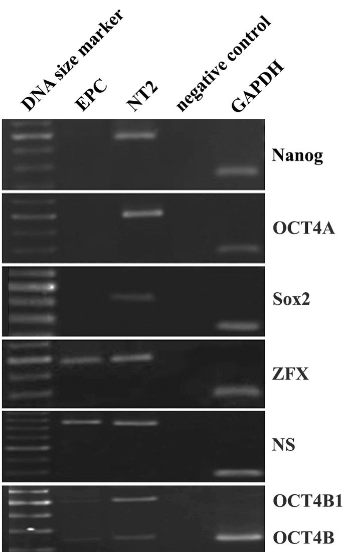 Fig 5