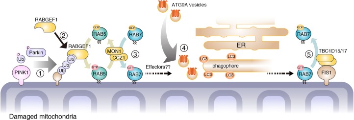 Figure 11.