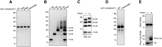 Figure 8—figure supplement 3.